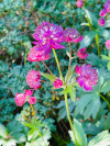 Astrantia major red